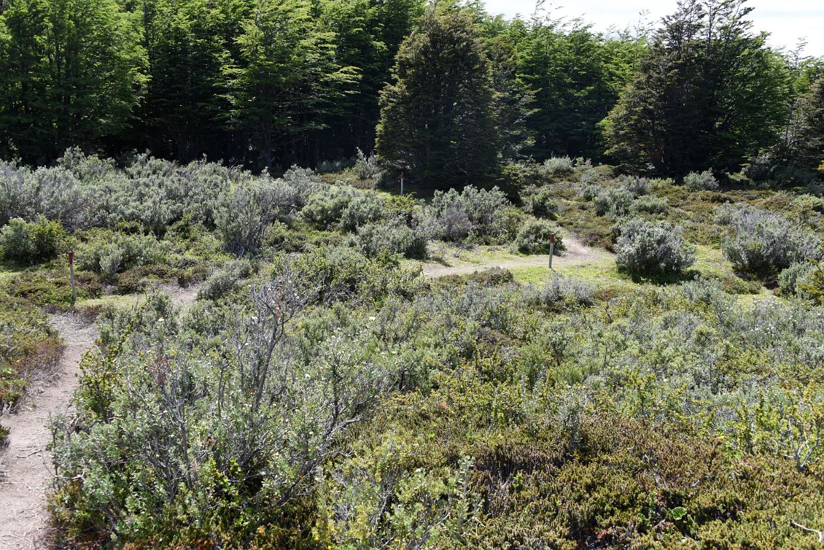 14B Part Of The Mirador Rio Las Minas Trail In Magallanes National Reserve Near Punta Arenas Chile